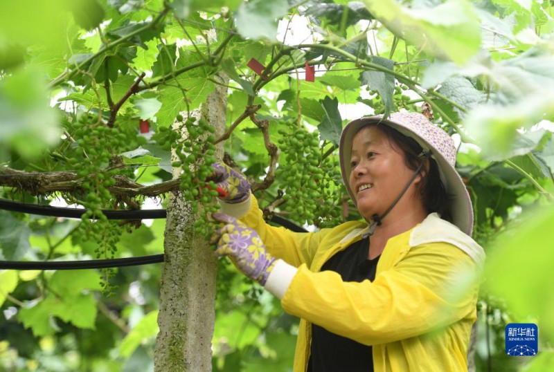 5月6日，在廣西東蘭縣武篆鎮(zhèn)東里村葡萄園，村民在管護(hù)葡萄。