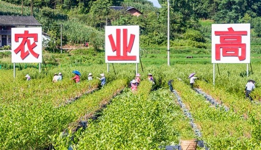 南川區(qū)大觀鎮(zhèn)鐵橋村村民在藍莓產(chǎn)業(yè)示范基地為藍莓修枝