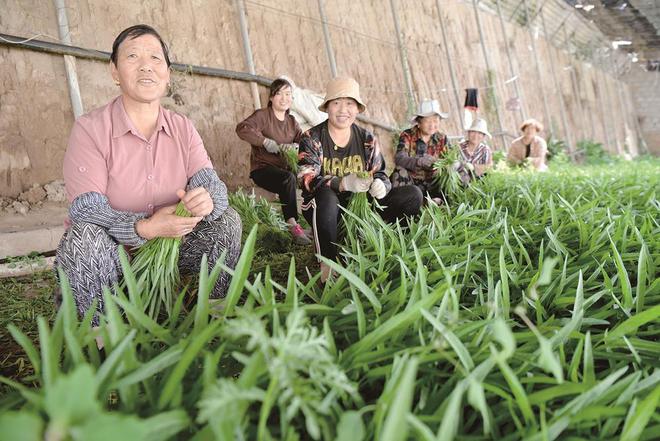7月5日，在青?；萏镛r(nóng)業(yè)種植基地內(nèi)，農(nóng)戶收割蔬菜。攝影：鄧建青