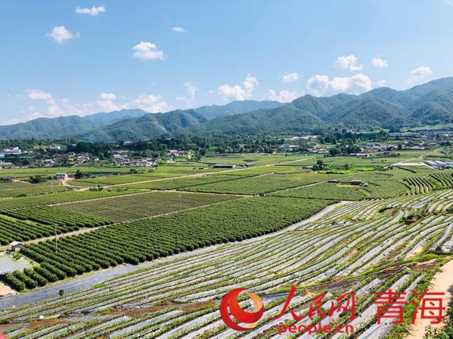 遠(yuǎn)眺藍(lán)莓基地。人民網(wǎng) 劉沛然攝